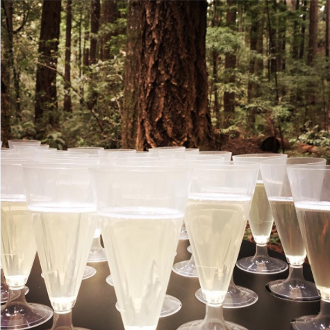 4oz Champagne Flutes - 70 Count Case, PLA-SelfEco Caterware
